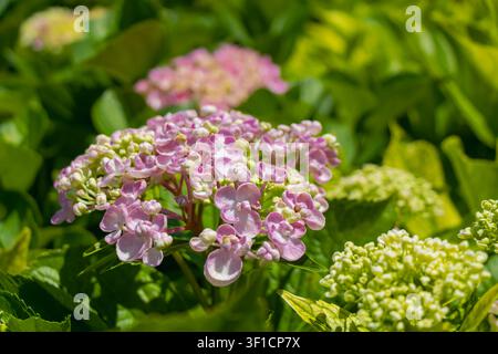 Rosa Hortensienblüten, die zwischen üppigen grünen Blättern in einem Sommergarten blühen, und schaffen ein frisches florales Close-up mit natürlichem botanischem Hintergrund. Stockfoto