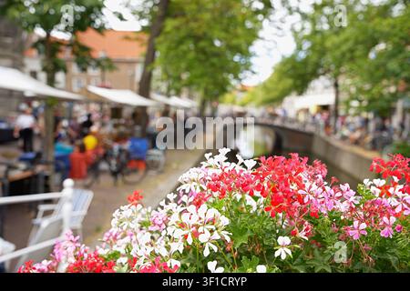 Eine geschäftige urbane Marktszene mit lebendigen und farbenfrohen blühenden pelargonium mit Efeublättern im Vordergrund, umgeben von Holztischen an Stockfoto