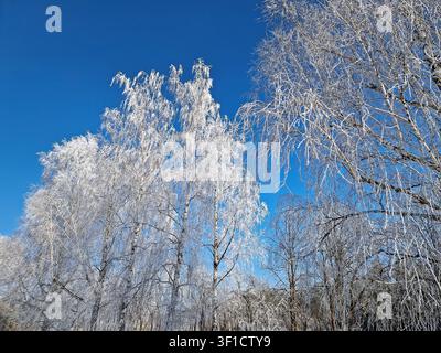 Frostbedeckte Birken ragen hoch gegen einen lebendigen, tiefblauen Himmel in einer atemberaubenden Winterszene. Jeder zarte Ast ist in weißem Raureif eis eingehüllt, cr Stockfoto