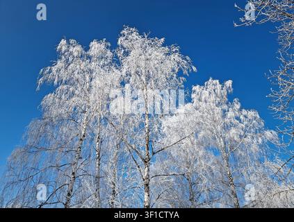 Frostbedeckte Birken ragen hoch gegen einen lebendigen, tiefblauen Himmel in einer atemberaubenden Winterszene. Jeder zarte Ast ist in weißem Raureif eis eingehüllt, cr Stockfoto