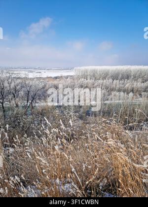 Eine weite Winterlandschaft zeigt frostbedeckte Bäume und ein gefrorenes Flusstal unter einem blassen Himmel. Getrocknete Unkräuter im Vordergrund wiegen sich sanft, ihre Stal… Stockfoto