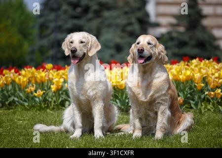 Zwei glückliche Golden Retriever, die zusammen auf grünem Gras vor bunten blühenden Tulpen sitzen. Freundliche Begleithunde, die einen sonnigen Frühlingstag genießen Stockfoto