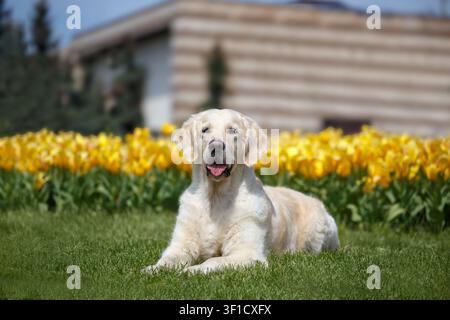 Golden Retriever liegt auf einem üppigen grünen Rasen neben lebhaften gelben Tulpen in einem Stadtpark. Entspannter, glücklicher Rassehund genießt den Frühlingstag im Freien Stockfoto