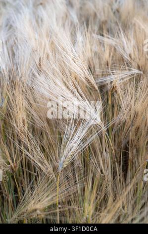 Nahaufnahme reifender Gerstenähren in einem sonnenbeschienenen Feld, goldene Töne, feine Grannen, weiche Texturen, sanfte Brise, reiche ErnteDetails, natürliche ländliche Ernteszene Stockfoto