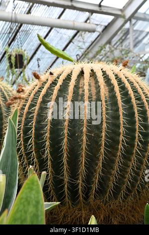 Echinocactus grusonii im Gewächshaus Stockfoto