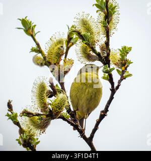 Orangehals-Sangerling, der an Weidenblättern in Südzentral-Alaska forscht. Stockfoto