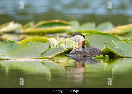 Rothhals-Tauchente zwischen Seerosenblättern auf einem See in Südzentral-Alaska. Stockfoto