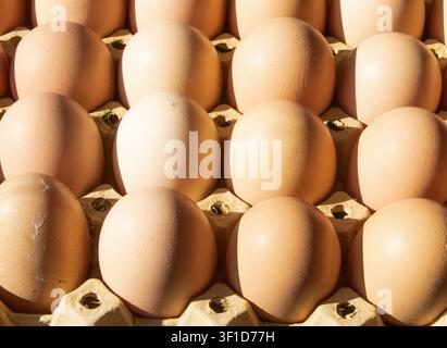 Frische braune Hühnereier, die in Kartons aus Pappe angeordnet sind, mit einem schrägen Ei Stockfoto