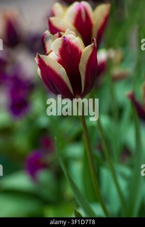Tulipa 'Gavota', Triumph-Tulpen-Sorte, Hampton Court Palace Tulpenfestival, London Stockfoto