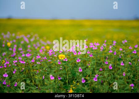 Eine Nahaufnahme mit selektivem Fokus auf winzigen rosa und lila Balsam-Wildblumen, die im Vordergrund blühen, während ein weites Feld mit gelben Blumen unscharf im Stockfoto