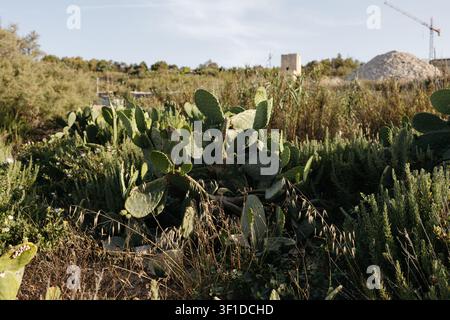 Wildgrüne Büsche und Opuntien-Kakteen, die auf dem Land in Malta wachsen. Stockfoto