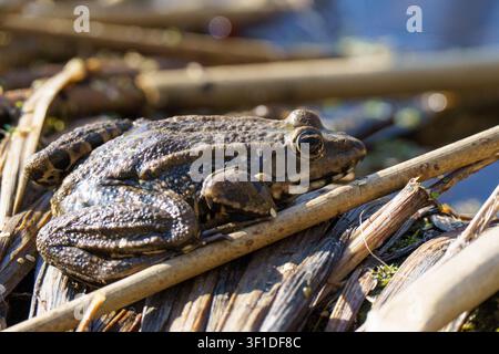 Eine horizontale Nahaufnahme eines Wildfrösches, der auf braunen trockenen Schilfen am Wasserrand sitzt Stockfoto