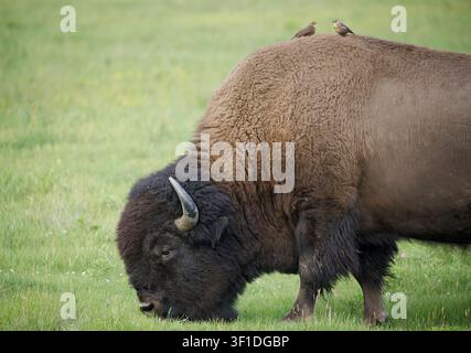 Zwei weibliche Braunkopf-Raubvögel, die auf einem Präriebison sitzen, um von den Insekten zu fressen, die das grasende Tier aufwirbelt (Molothrus ater, Bison bison) Stockfoto