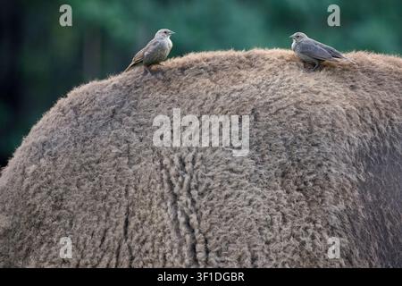 Zwei weibliche Braunkopf-Raubvögel, die auf dem Fell eines Präriebisons sitzen, um Insekten zu fressen (Molothrus ater, Bison bison) Stockfoto