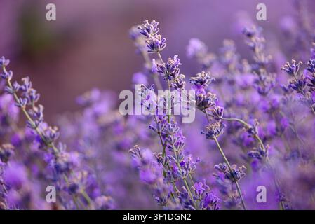 Blühende Lavendelblüten Nahaufnahme mit weichem lila Bokeh-Hintergrund zur Goldenen Stunde. Ideal für Themen rund um Natur, Wellness, Aromatherapie, Entspannung Stockfoto