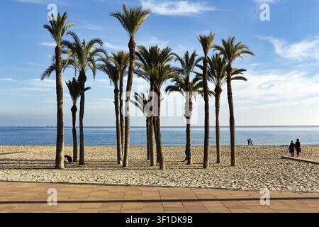 Markanter Palmenhain am Hauptstrand von Playa Centro, türkisblaues Wasser, Spaziergänger, Cirrus, Villajoyosa, Costa Blanca, Spanien Stockfoto