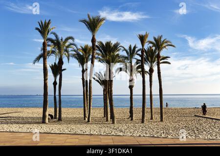 Markanter Palmenhain am Hauptstrand von Playa Centro, türkisblaues Wasser, Spaziergänger, Cirrus, Villajoyosa, Costa Blanca, Spanien Stockfoto
