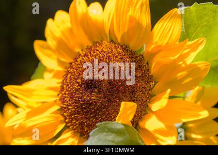 Lebendiger gelber Sonnenblumenkopf in voller Blüte, Nahaufnahme Stockfoto