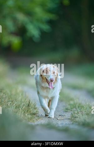 Junger Australian Shepherd Dog rennt und posiert für Porträt im Freien Stockfoto