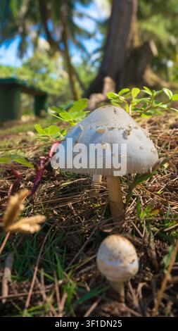 Makro-Nahaufnahme eines weißen Wildpilzes, der auf dem Boden wächst Stockfoto