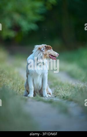 Junger Australian Shepherd Dog rennt und posiert für Porträt im Freien Stockfoto