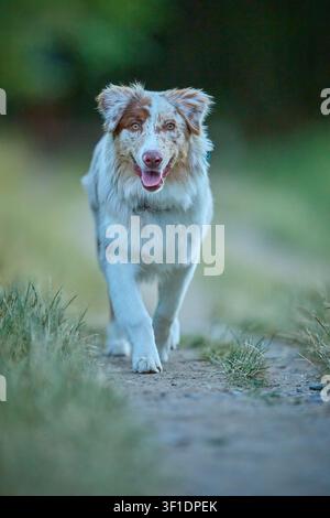 Junger Australian Shepherd Dog rennt und posiert für Porträt im Freien Stockfoto