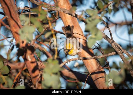 Ein Weißkopf-König (Auriparus flaviceps) sitzt in einem Eukalyptusbaum im Morgensonnelicht. Stockfoto