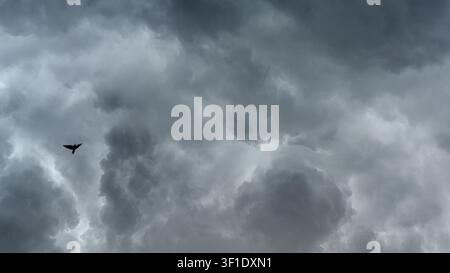 panoramische Ansicht einer Himmelswolkenlandschaft mit dunklen, düsteren Gewitterwolken, mit der Silhouette eines Vogels, der zwischen den Wolken fliegt Stockfoto