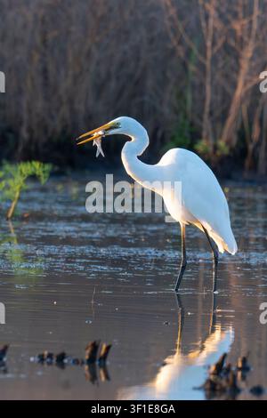 Großreiher (Ardea alba) mit Fischen im Schnabel, Far North Queensland, Australien Stockfoto