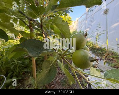 Nahaufnahme eines Espalier-Obstbaums mit 5 kleinen Äpfeln, die im Frühling in Trevor, Wisconsin, USA zu wachsen beginnen Stockfoto