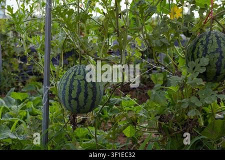 Frische reife Wassermelonen, die an Ranken in einem Bio-Bauernhofgarten wachsen Stockfoto