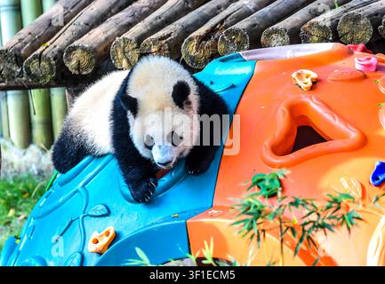 Peking, China. 12. Juli 2026. Der riesige Panda Wang Shu spielt während einer Feier zu ihrem ersten Geburtstag im Zoo Chongqing im südwestchinesischen Chongqing, am 12. Juli 2026. Das riesige Pandawelpe von Liang Yue wurde hier am Sonntag, ihrem ersten Geburtstag, offiziell auf „Wang Shu“ getauft. Mit einer Geburtsgewicht von nur 188 Gramm wiegt Wang Shu nun 36,5 Kilogramm. Credit: Tang Yi/Xinhua/Alamy Live News Stockfoto