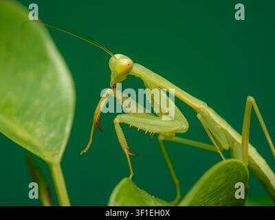 Makrofotografie im Profil einer lebhaft grünen Gottesanbeterin (Mantodea), die auf einem Blatt sitzt und ihre scharfen Fangbeine vor einem passenden Hintergrund zeigt Stockfoto
