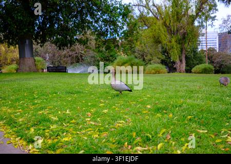 Eine einsame Australische Waldente steht anmutig auf einem lebendigen grünen Rasen, der mit gefallenen Herbstblättern übersät ist, in einem ruhigen öffentlichen Park. Stockfoto