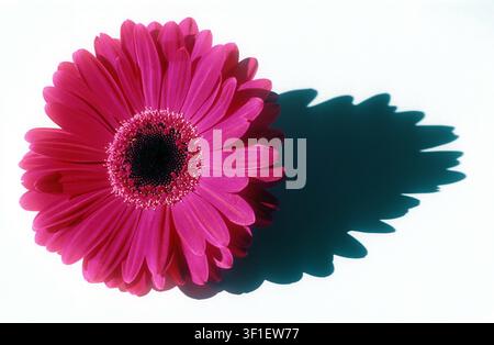 STUDIENBILD EINES BLÜTENKOPFS EINES ROSA GERBERA-BLÜTEN (GERBERA JAMESONII) AUF WEIßEM HINTERGRUND. Stockfoto