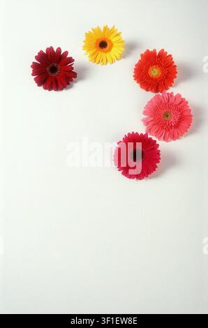 STUDIENBILD VON BLÜTENKÖPFEN VON ROSA, GELBEN UND ORANGEN GERBERA-BLÜTEN (GERBERA JAMESONII) AUF WEIßEM HINTERGRUND. Stockfoto