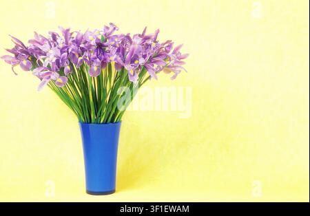 STUDIOBILD VON BLAUER VASE MIT LILA NIEDERLÄNDISCHEN IRISEN AUF GELBEM HINTERGRUND. Stockfoto