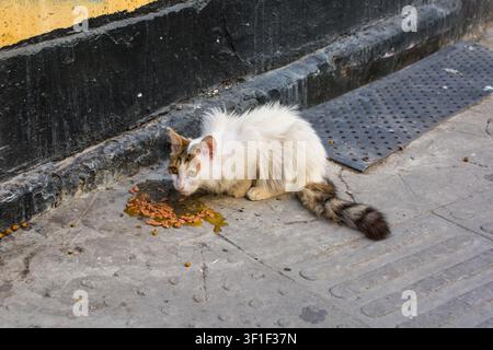 Eine kleine Straßenkatze im Taksim-Viertel von Beyoglu, Istanbul, Türkei, die nasses Katzenfutter frisst, das auf dem Bürgersteig liegen geblieben ist. Größtenteils weiß mit braunen und schwarzen Tabby-Markierungen Stockfoto