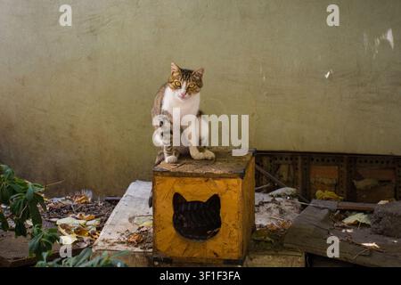 Eine Straßenkatze im Bezirk Bozkurt von Sisli in Istanbul, Turkiye. Eine schöne weiß-braunschwarze Tabby-Katze mit gelben Augen sitzt auf ihrem Unterschlupf Stockfoto