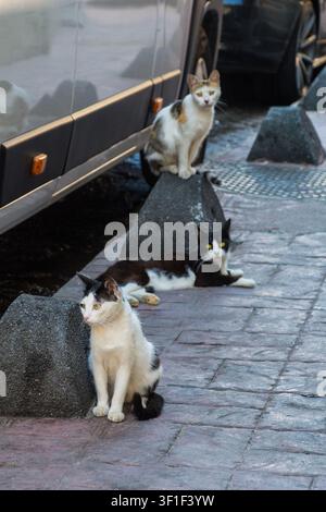 Drei Straßenkatzen, die im Kalyoncu-Kullugu-Viertel von Beyoglu, Istanbul, Turkiye, auf einem Bürgersteig herumhängen Stockfoto