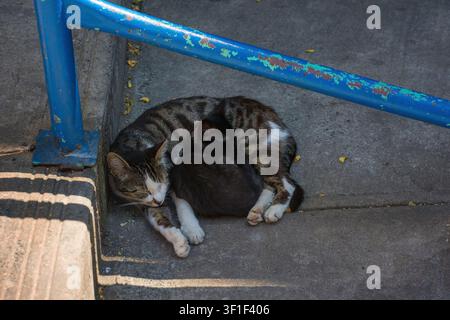 Eine Straßenkatze schläft mit ihrem Kätzchen auf einer Treppenstraße im Bezirk Kilicali Pasa, Beyoglu, Istanbul, Turkiye. Graue getigerte Mutterkatze, schwarzes Kätzchen Stockfoto