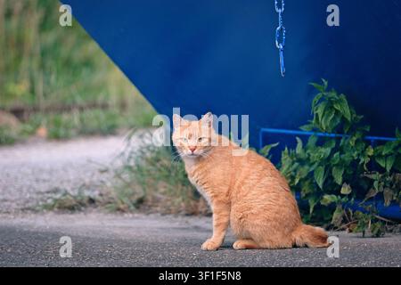 Niedliche orangefarbene Katze sitzt im Garten und schaut in die Kamera. Horizontales Bild mit selektiver Schärfe. Stockfoto