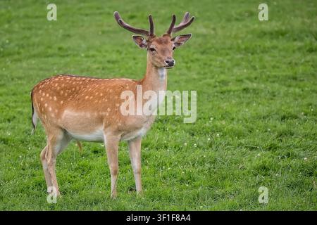 Rehbock auf einer Lichtung auf grünem Gras Stockfoto