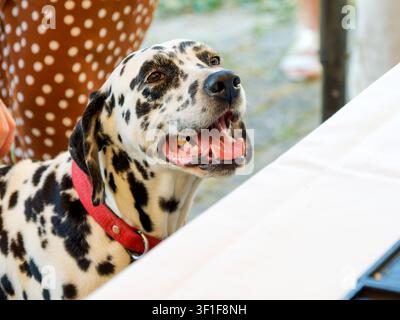 Dalmatiner-Hund (Canis lupus familiaris) beobachtet einen Catering-Tisch bei einer Veranstaltung im Freien Stockfoto