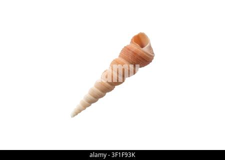 Turritella communis, die gewöhnliche Turmuschale, isoliert auf Weiß. Meeresschnecke mit einem Deckel aus der Familie der Turritellidae, ideal für Zo Stockfoto