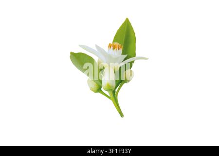 Seitenansicht eines Orangenblütenbüschels mit weißer Blume, ungeöffneten Knospen und frischen grünen Blättern, isoliert auf Weiß. Duftende Azahar- oder Neroli-Blüten wit Stockfoto