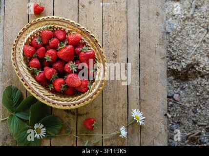 Oberansicht eines rustikalen Weidenkorbs gefüllt mit reifen roten Erdbeeren, der auf einem alten verwitterten Holztisch mit Kamillenblüten und grünen Blättern platziert ist. Stockfoto