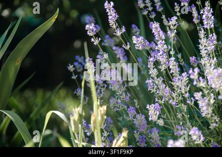 Wunderschöne Querformatansicht von lebendigen Lavendelblüten, die neben grünem Gras in einem Bauerngarten an einem sonnigen Sommernachmittag blühen. Stockfoto