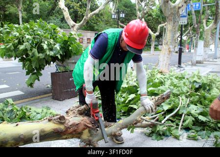Peking, Chinas Provinz Jiangsu. 12. Juli 2026. Ein Landschaftsgärtner schneidet einen Baum, der durch starke Winde in Suzhou, der östlichen Provinz Jiangsu in China, am 12. Juli 2026 umgestürzt wurde. Da extreme Wetterbedingungen in den letzten Tagen mehrere Regionen in China getroffen haben, haben die örtlichen Behörden Katastrophenschutz- und Hilfsmaßnahmen umgesetzt, um das Leben und Eigentum der Menschen zu schützen. Credit: Wang Jiankang/Xinhua/Alamy Live News Stockfoto