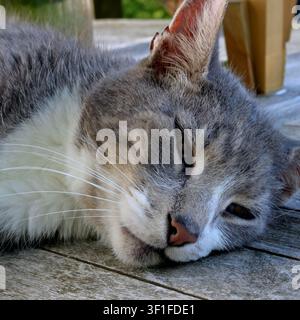 Nahaufnahme einer grau-weißen getigerten Katze, die im Freien schläft, Gesichtansicht. Stockfoto